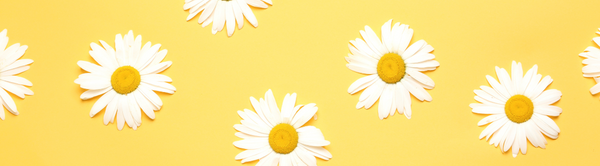 Daisy Flower Meaning & Symbolism