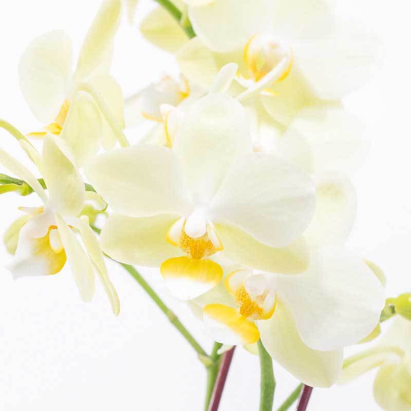 Lemon Delight Orchid