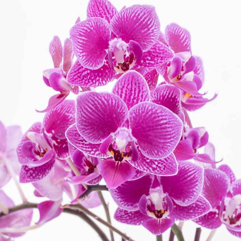 Purple Mini Orchid