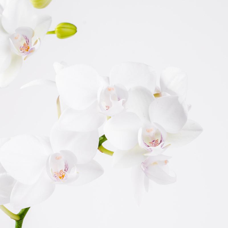 White Delight Orchid